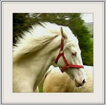 Super cremello filly 2013