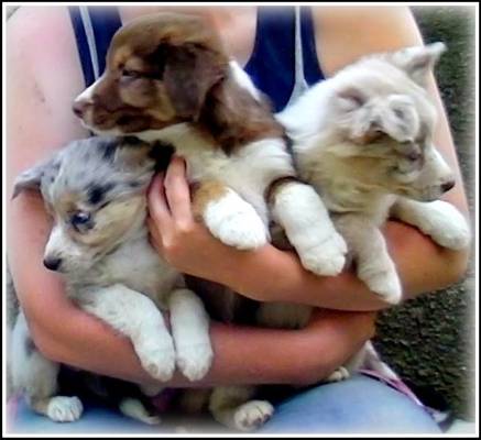 Long haired blue tri merle,brown and white red merle.2013