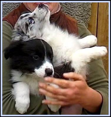 Blue merle,black and white border collie puppies Long coat 2014